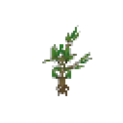 Banyan Sapling