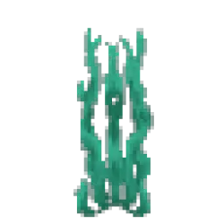 Tall Seaweed