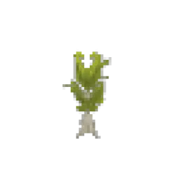 Bottletree Sapling