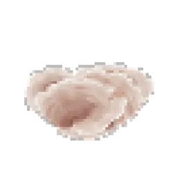 Dead Coral Rose