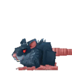 Rat