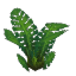 Jungle Fern