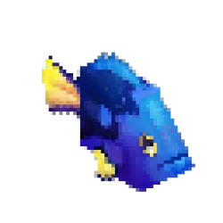 Blue Tang
