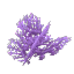 Purple Coral Bush