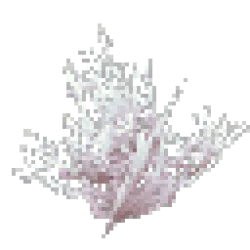 Bleached Coral Bush