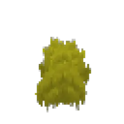 Yellow Moss