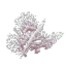 Dead Coral Bush