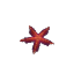 Starfish