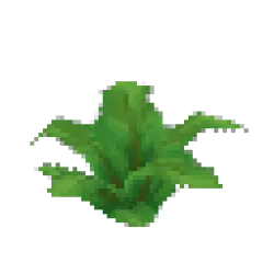 Fern