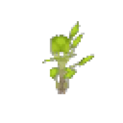 Birch Sapling