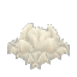 White Mushroom Mycelium