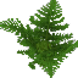 Giant Fern
