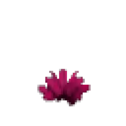 Prototype - Pink Cactus Flower