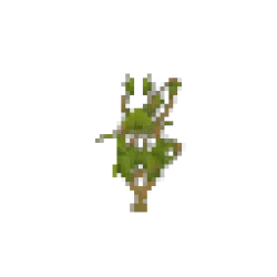 Wild Wisteria Sapling