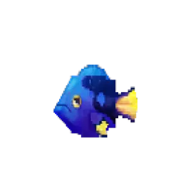 Blue Tang
