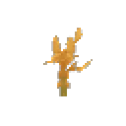 Palo Sapling