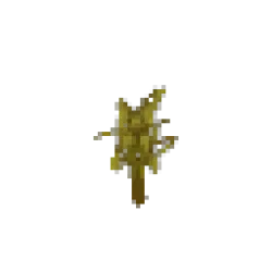 Sallow Sapling