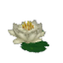 White Waterlily