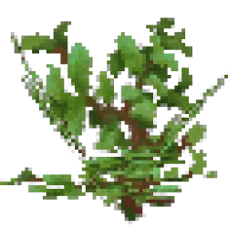 Apple Leaves