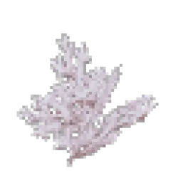 Dying Coral Bush